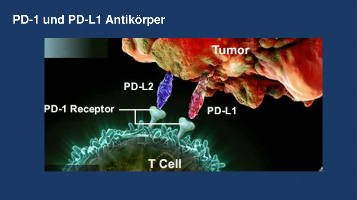 PD-1 und PD-L1 Antikörper Wirkmechanismus