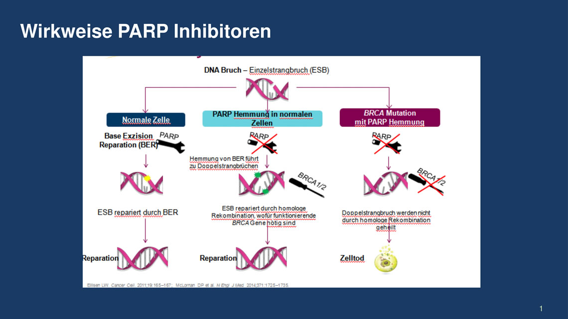PARP-Inhibitoren Wirkmechanismus BRCA